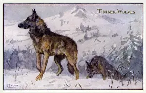 Timber wolves