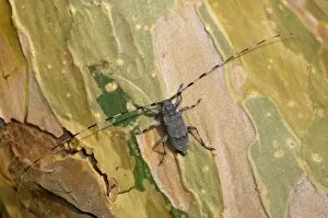Antennae Gallery: A Timberman beetle / Longhorn beetle, adult