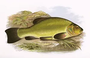 Species Prints: Tinca tinca, or Tench