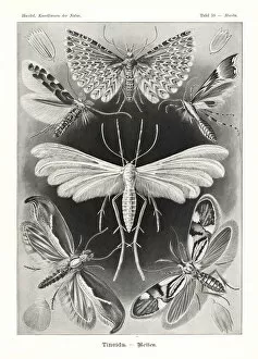 Ernst Collection: Tineida or moths