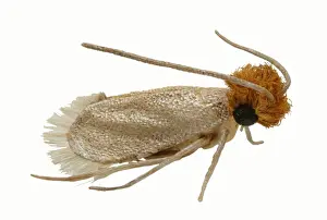 Lepidopteran Prints: Tineola bisselliella, common or webbing clothes moth model