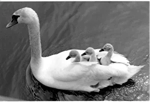 Images Dated 30th October 2019: Three tiny cygnets enjoying a ride on their mother swans ba