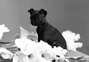Griffon Prints: Tiny Puppy has Cute Face