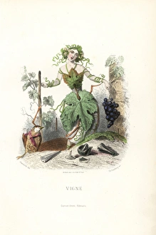 Tipsy grapevine flower fairy, Vitis vinifera Tipsy grapevine flower fairy, Vitis vinifera