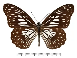 Entomological Prints: Tirumala ishmoides ishmoides