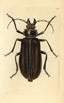 Beetle Gallery: Titan beetle, Titanus giganteus