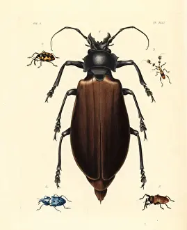 Titan and other exotic beetles