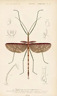 Dorbigny Prints: Titan stick insect, Acrophylla titan