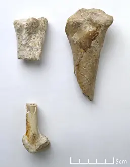Joint Prints: Titanopteryx philadelphiae wing bones