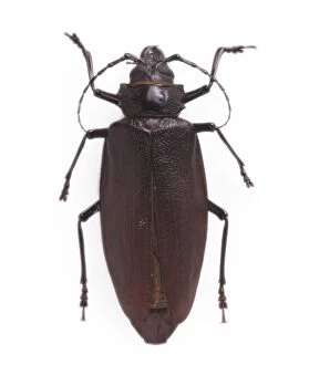Beetles Collection: Titanus giganteus L. South American longhorn beetle