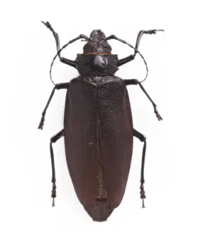 Brazil Prints: Titanus giganteus L. South American longhorn beetle