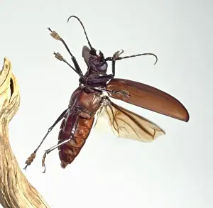 Titanus giganteus L. titan beetle