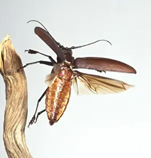 Longhorn Prints: Titanus giganteus L. titan beetle