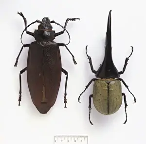 Hercules Prints: Titanus giganteus (left), Dynastes hercules (right)