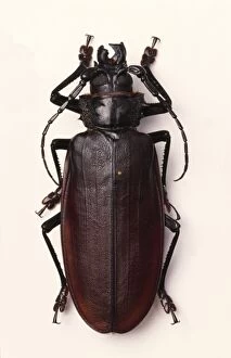 Beetles Collection: Titanus giganteus, South American longhorn or titan beetle
