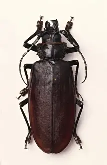 Massive Prints: Titanus giganteus, South American longhorn or titan beetle