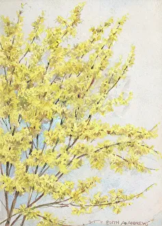Andrews Gallery: No title - Gardens