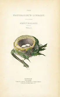 Hummingbirds Prints: Title page from Hummingbirds, Volume 1