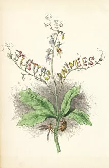 Title page illustration with flower fairies