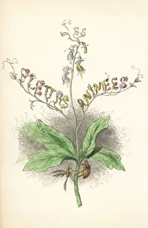 Whimsy Prints: Title page illustration with flower fairies