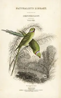 Parrakeet Prints: Title page with vignette of two rose-ringed
