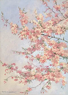 Andrews Gallery: No title tree blossum Gardens Garden Flowers