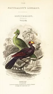 Jardine Collection: Titlepage with vignette of Guinea turaco and violet turaco