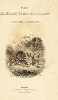 Predator Prints: Titlepage with vignette of a lion attacking a tiger