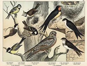 Chicks Prints: Tits, swallows and nightjar
