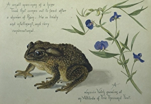 Neobatrachia Gallery: A Toad