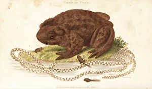 Rana Gallery: Toad, Bufo bufo