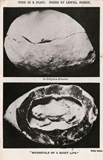 Toad discovered in a flint - found at Lewes, Sussex