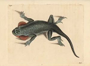 Amphibian Collection: Toad headed agama, Phrynocephalus mystaceus mystaceus