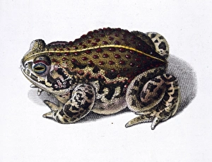 Anura Gallery: Toad illustration