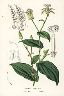 Toad lily, Tricyrtis maculata