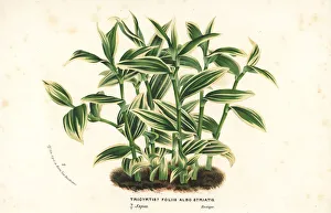 Albo Gallery: Toad lily, Tricyrtis species