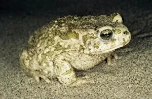 Amphibians Collection: Toad - at night - sand dunes of Central Karakum desert