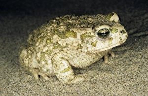 Amphibians Collection: Toad - at night - sand dunes of Central Karakum desert
