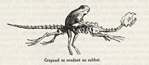 Sabbat Collection: Toad Rides Skeleton
