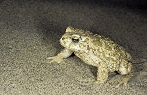 Amphibians Collection: Toad - in sand dunes of Central Karakum desert at night