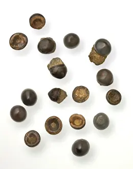 Wealden Prints: Toad Stones or fish teeth