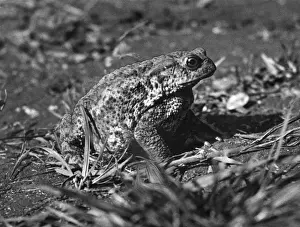 Toad Prints: TOAD STUDY