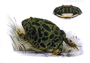 Toad Prints: Toad / Zoo. Soc / Vol XI
