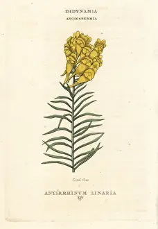 Toadflax Prints: Toadflax, Linaria vulgaris