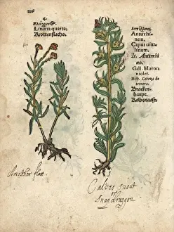 Toadflax Prints: Toadflax, Linaria vulgaris, and snapdragon