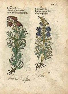 Toadflax species, Linaria vulgaris