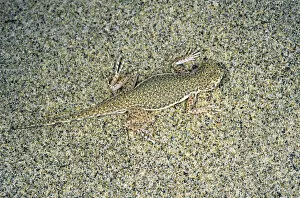 Toadheaded Agamid Lizard - uses its camouflage