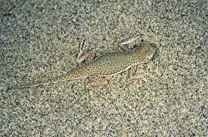 Amphibians Collection: Toadheaded Agamid Lizard - uses its camouflage