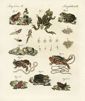 Amphibia Prints: Toads and frogs