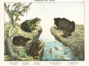 Herpetology Prints: Toads and frogs